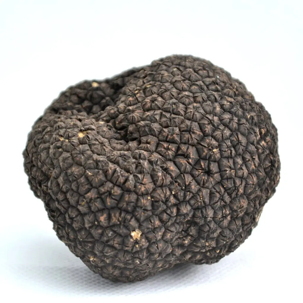 buy Black truffles buy truffle uk