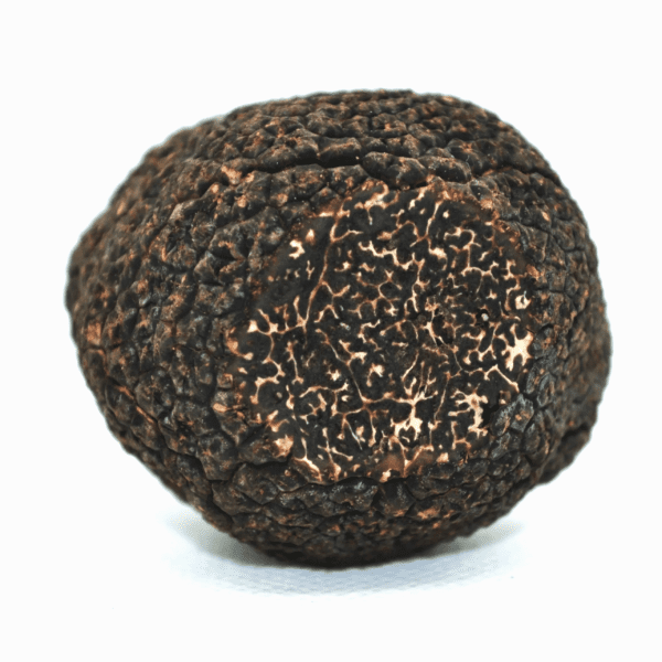 buy black winter truffle