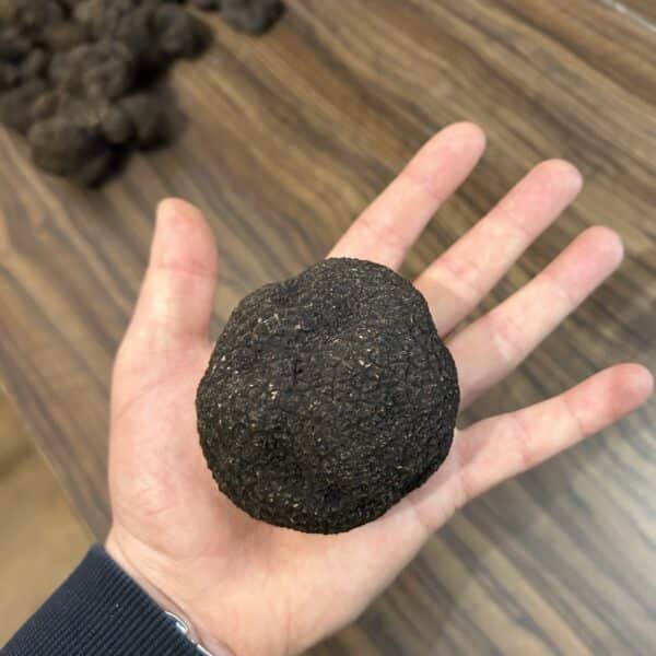 fresh black truffles