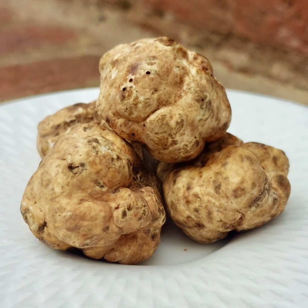 Buy Fresh White Spring Truffles