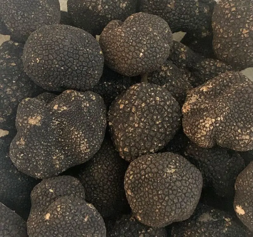 Fresh Black Summer Truffles
