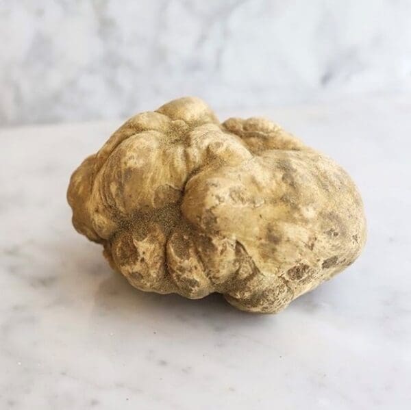 White Winter Truffle