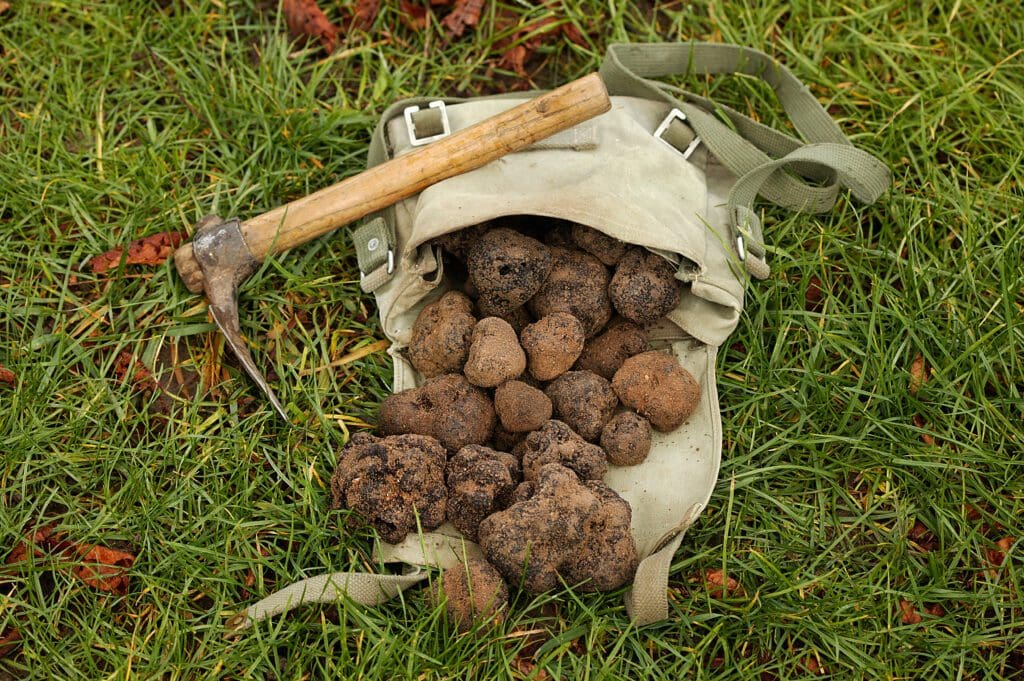 Buy fresh truffles