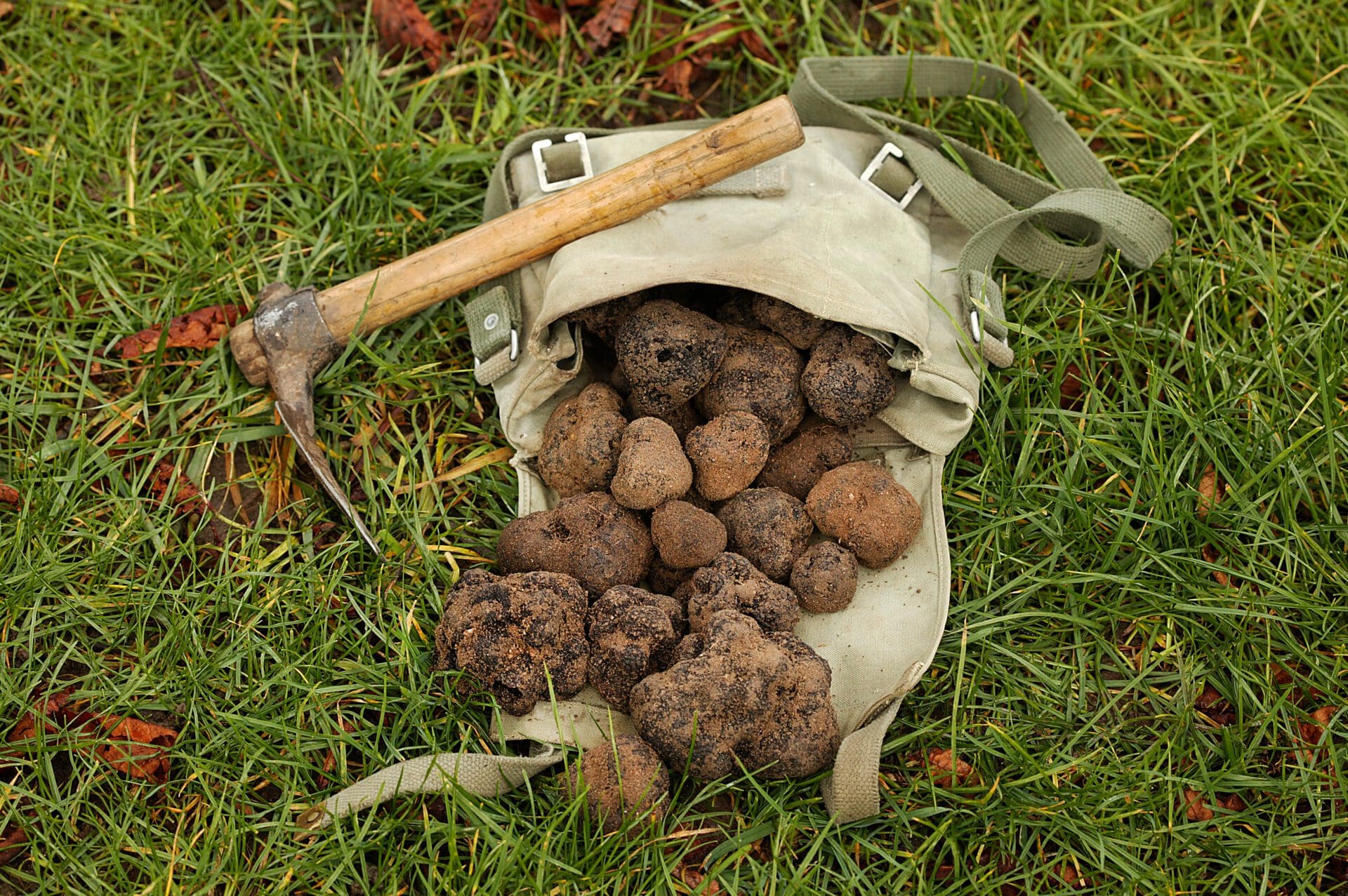 Buy fresh truffles