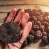 Black SUmmer truffles