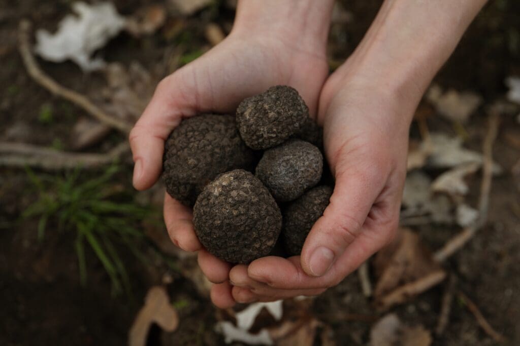 Buy black truffle