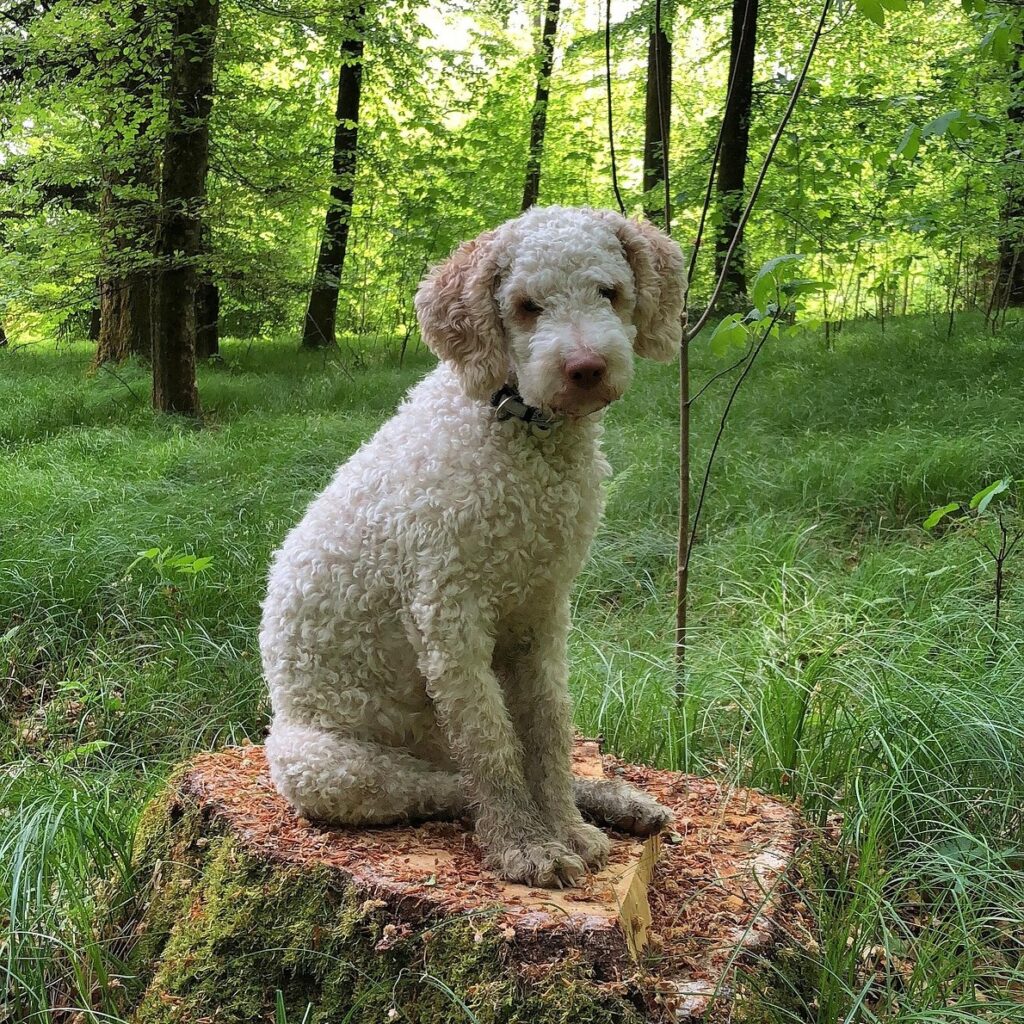 Truffle Dog