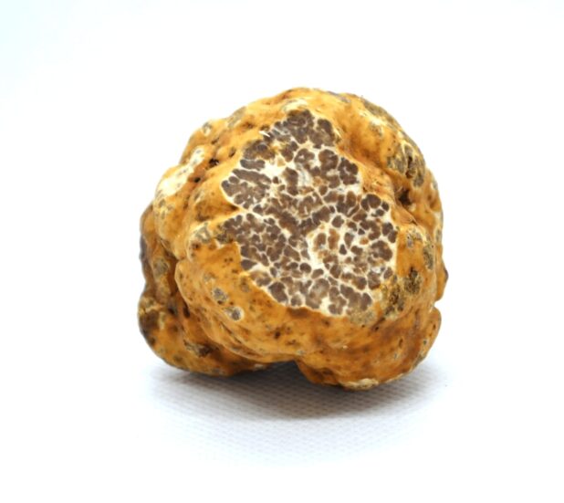 Spring white truffles white spring truffles