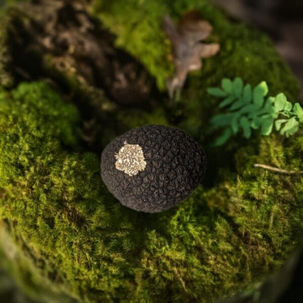 Fresh Black Truffle