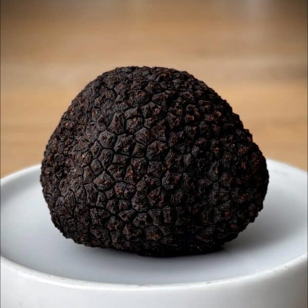 Fresh black winter truffle