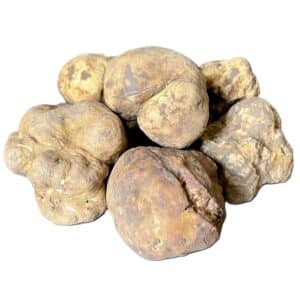 fresh white truffles