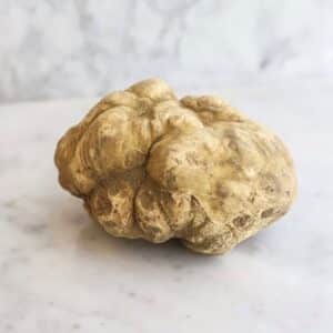 tuber Magnatum Pico