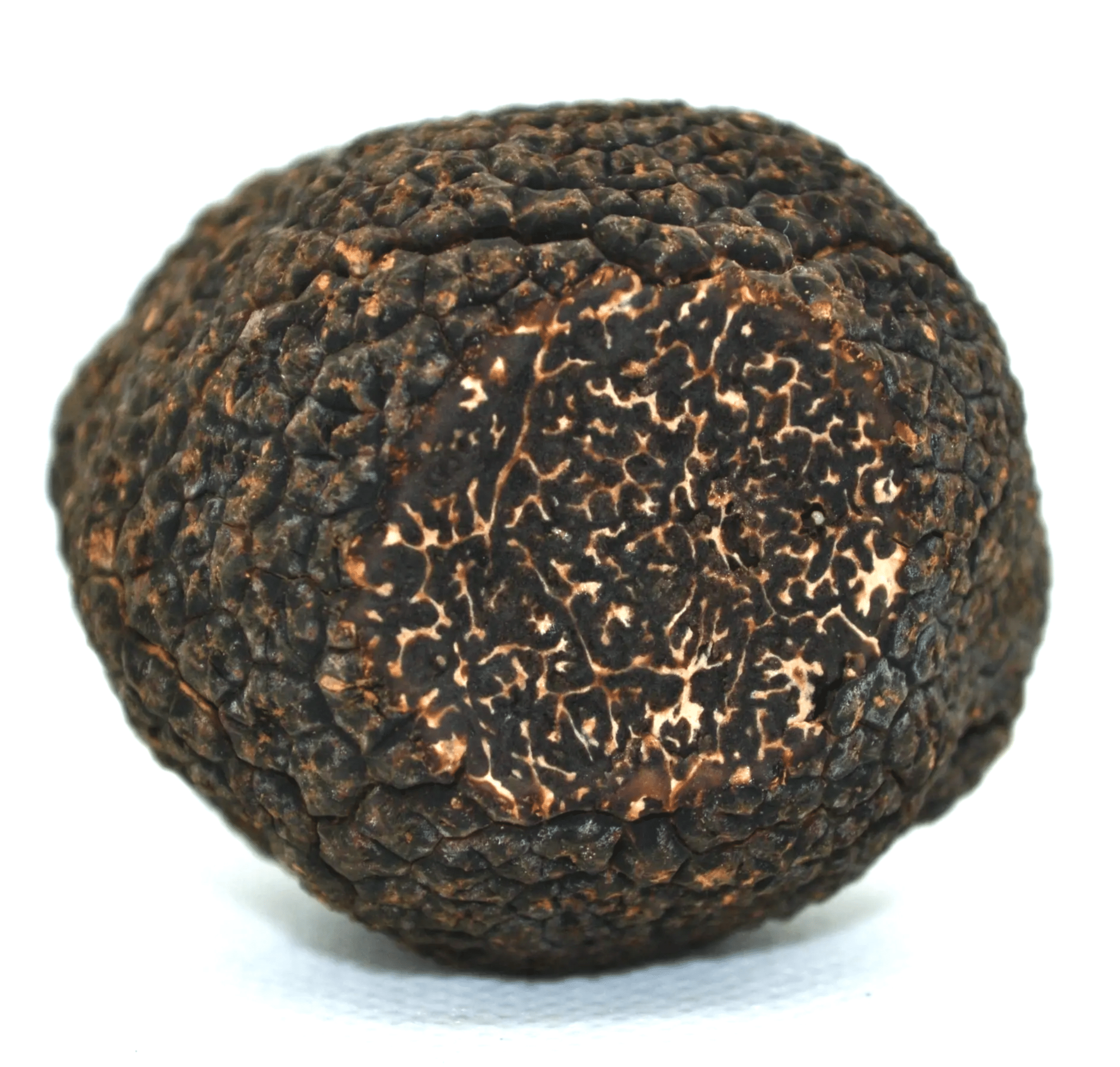Black Winter Truffles