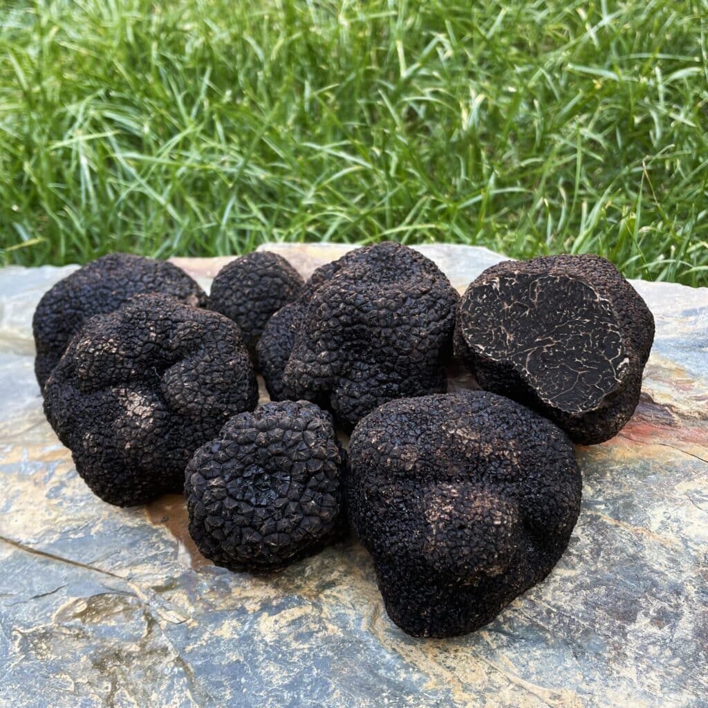 Black Winter Truffles Perigord