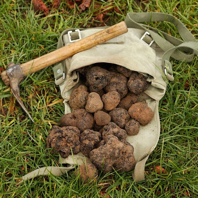Buy fresh truffles