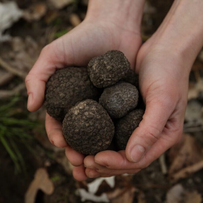 Buy black truffle